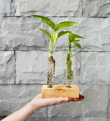 Test Tube Planter Plant Propagation Station Glass Terrariumin Test Tube with Wood Stand for Propagating Hydroponic Plants Home Office Decoration Plant Container Set  (Wood)