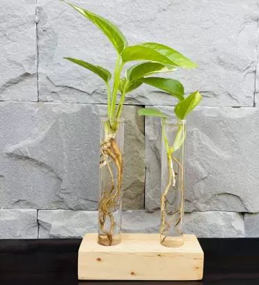 Test Tube Planter Plant Propagation Station Glass Terrariumin Test Tube with Wood Stand for Propagating Hydroponic Plants Home Office Decoration Plant Container Set  (Wood)