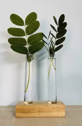 Test Tube Planter Plant Propagation Station Glass Terrariumin Test Tube with Wood Stand for Propagating Hydroponic Plants Home Office Decoration Plant Container Set  (Wood)